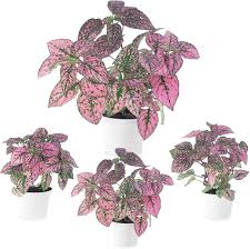 Image result for Hypoestes