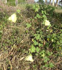 Image result for Hibiscus vitifolius