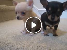 Happy trail chihuahuas ~ new puppies. Teacup Chihuahua Puppies For Sale Video Gifs Baby Chihuahuas Baby Chihuahuas For Sale Baby