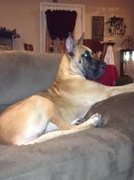 The search tool above returns a list of breeders located nearest to the zip or postal code you. Lewis Outlaw Danes Great Dane Breeder In Ironton Ohio