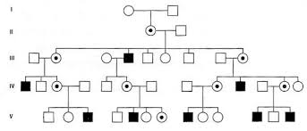 x linked recessive pedigree