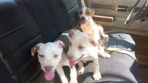 Erin Beth Pinkston contributed $230 to Rescued Puppies NEED HELP!