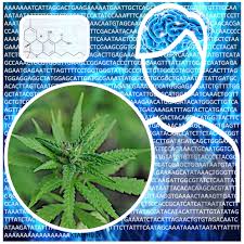 Cannabis sativa research trends, challenges, and new-age perspectives:  iScience