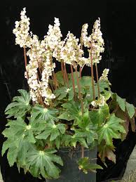Image result for Begonia gentilii