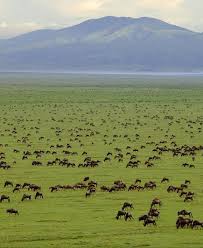 Serengeti National Park Tanzania Https Jesseyjay9 Wordpress Com 2015 08 24 Cheap Flights Africa More Serengeti National Park National Parks Africa Travel