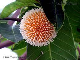 Pin On Flowers
