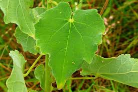 Image result for Senecio aetfatensis