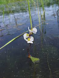 Image result for Fuirena sagittata