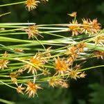 Image result for Rhynchospora holoschoenoides
