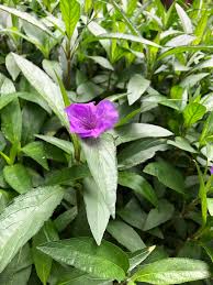 Its attractive crinkled narrow leaves are dark green in color. Ruellia Simplex Britton S Wild Petunia Mexican Bluebell Mexican Petunia Texas Petunia North Carolina Extension Gardener Plant Toolbox