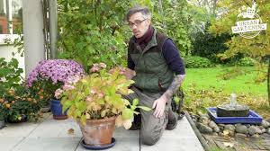 Ihren natürlichen ursprung haben diese ausnahmslos auf den kontinenten amerika oder asien. Hortensien Im Topf Pflanzung Und Pflegetipps Mein Schoner Garten