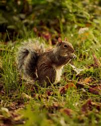 But birds are different, many of. Why Count All The Squirrels In Central Park Why The Heck Not The New York Times