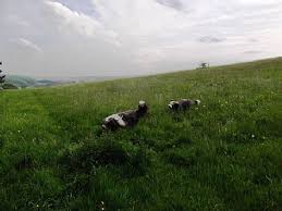 Talraz Bearded Collies