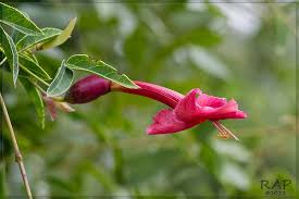 Image result for Dolichandra