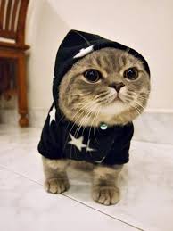 Check out our munchkin cat selection for the very best in unique or custom, handmade pieces from our shops. Pancake Is Tooo Cute Munchkin Cat Cats Cats And Kittens
