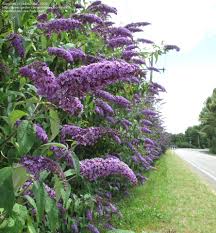 Planting butterfly bushes plant the bushes in well drained soil and a site with full sun. Pin By Linda Allen On Garden Perennial Backyard Beauties Flowering Shrubs Flowering Bushes Butterfly Bush