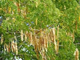 Image result for Albizia lebbeck