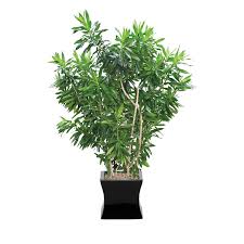 Image result for Dracaena reflexa