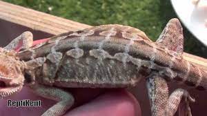 While many other bearded dragons have a spiky back, the leatherback's back is smooth. The Difference Between A Leatherback And A Normal Bearded Dragon Youtube