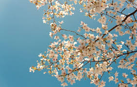 Salah satu daya tariknya adalah perubahan alam yang penuh rasa, seperti musim semi dengan bunga sakura dan musim gugur dengan perubahan warna daun yang memerah. Ternyata Ini Waktu Yang Tepat Untuk Melihat Mekarnya Bunga Sakura Di Jepang Cakap