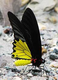 Butterfly Butterfly Butterfly Photos Beautiful Butterflies Butterfly Pictures