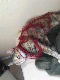 Maybe you would like to learn more about one of these? Someone Killed My Cat Album On Imgur