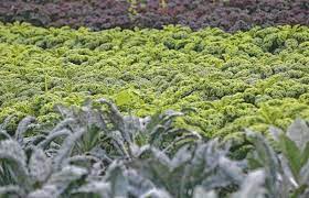 We have been growing produce for over twenty years together. From The Ground Up All About Growing Kale With Linn County Master Gardeners The Gazette