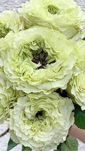 Since 1954 the bonnett family has been committed to great value and great service. Wholesale Roses Wholesale Roses Christmas Flower Arrangements Wholesale Flowers