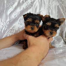Teacup Yorkie Puppies Now Available Males And Females Direct Message Us If Interested In Dresser Un Chien Chien Yorkshire Terrier