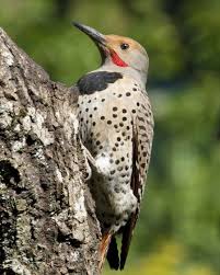 Small Black Bird With Red Neck Northern Flicker Beautiful Birds Birds Wild Birds