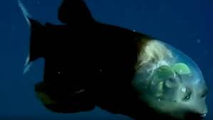 What Lives At The Bottom Of The Mariana Trench Wordlesstech Marianas Trench What Is Life About Trench