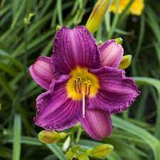 These daylilies are all hardy in usda zone 5. Reblooming Daylily Purple D Oro Hemerocallis Purple D Oro High Country Gardens
