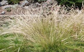 Image result for Leptochloa uniflora