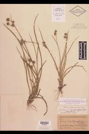 Image result for Juncaceae