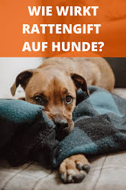 Rattengift Beim Hund Symptome Einer Vergiftung Und Erste Hilfe Hunde Bestes Hundefutter Hunde Ernahrung