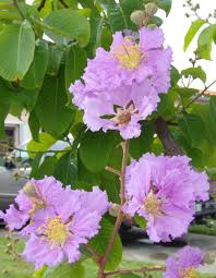 It has stunning pale pink flowers that make it one of the most beautiful trees in florida. Miami S Flowering Trees Of June Living In The Blue Ridge Mountains Of North Carolina A Blog
