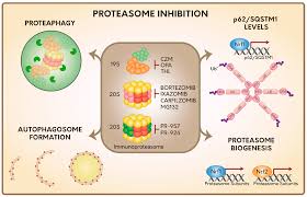 The main function of the proteasome is to degrade unneeded or damaged proteins by proteolysis, a chemical reaction that breaks peptide bonds. Ijms Free Full Text Cellular Responses To Proteasome Inhibition Molecular Mechanisms And Beyond Html