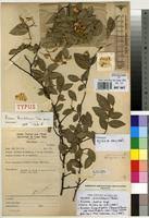 Image result for Rinorea angustifolia