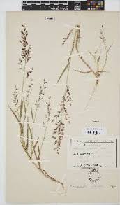 Image result for Eragrostis dinteri
