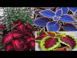 Full sun to partial shade, moderate water coleus pat hayward latin name: Coleus Plant Varieties Mayana Plants Herbalplants Youtube Mayana Plants Mayana Plant Coleus Plant