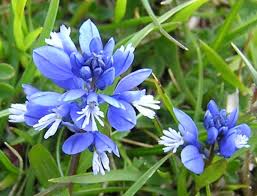 Image result for Polygala capillaris