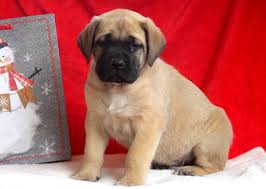 Born june 5th, they are growing very fast and well. English Mastiff Puppies For Sale No Papers Mastiff Puppies For Sale
