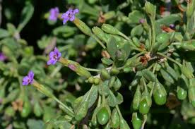 Image result for Lycium