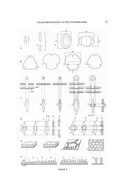 Image result for Thecacoris spathulifolia