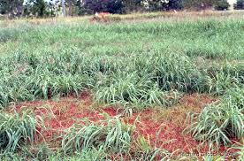 Image result for Gilgiochloa