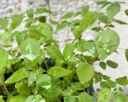 Image result for Parietaria debilis