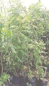 We did not find results for: Neem Beyond Purification The Star
