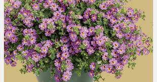 Image result for Jamesbrittenia myriantha