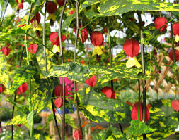 1 what s new 2016 annuals 1) abutilon biltmore ball gown and fairy coral queen are the 2 varieties of flowering maple we offer for biltmore has eye catching, unusual red, orange and yellow striped blooms that dangle in the wind. Abutilon Tips And Guidance For The Best Possible Care Avoid Windy Spots