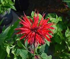 Bee Balm How To Plant Grow And Care For Bee Balm The Old Farmer S Almanac